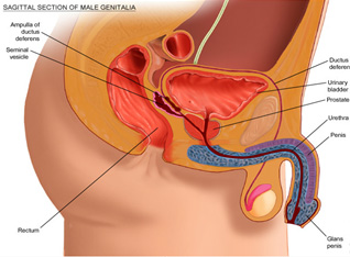 Ejaculatory Dysfunction